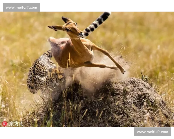 非洲猎豹疾驰，射手榜上吹响非洲旋风！